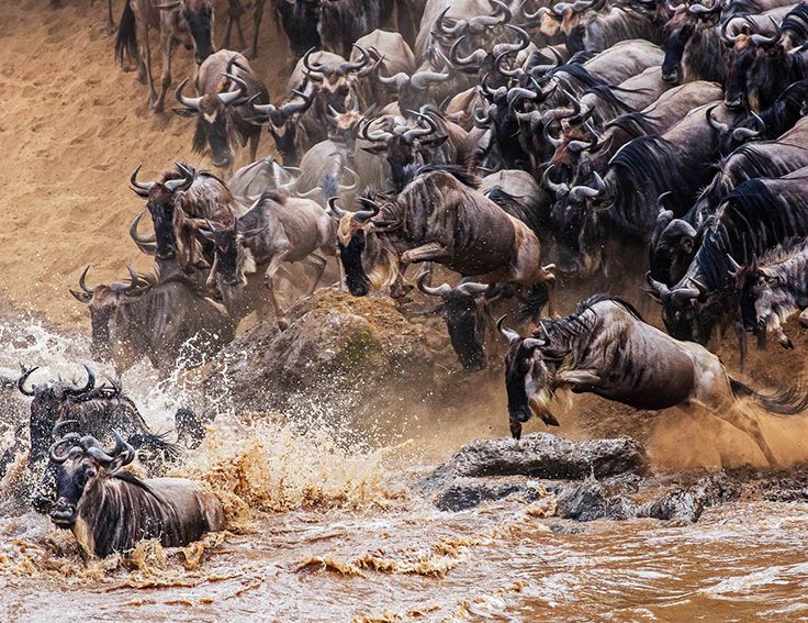Maasai Mara Wildebeest Migration 2026
