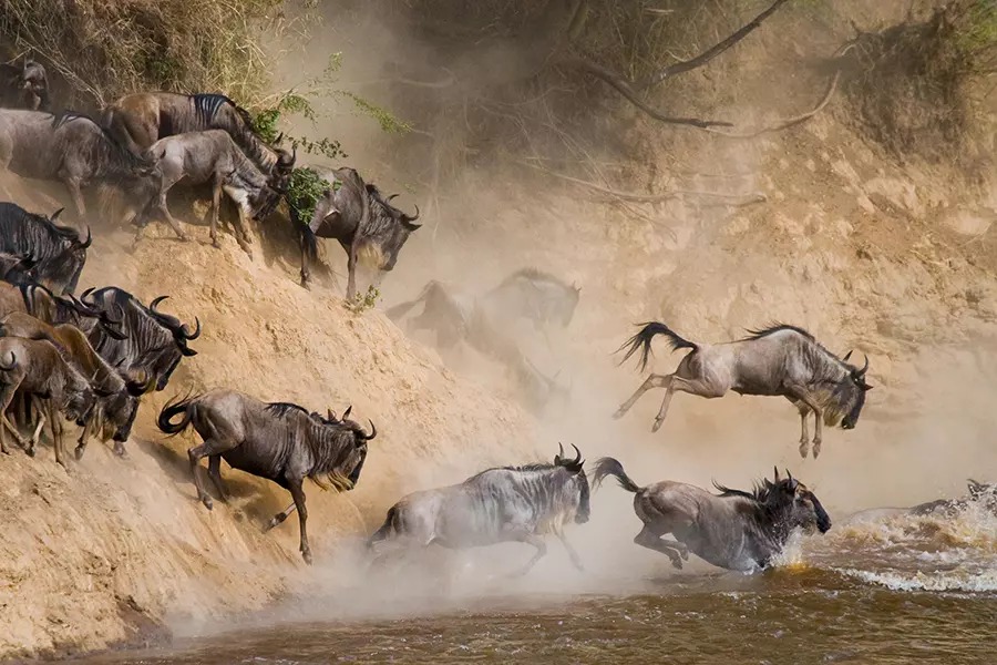 Maasai Mara Wildebeest Migration 2025