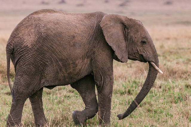 Maasai Mara 2025 Deals - 3 Days 2 Nights Safari Package