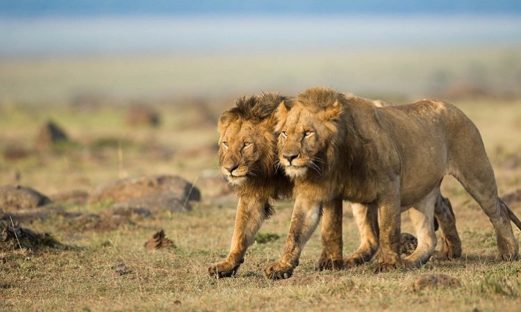 Maasai Mara Bush Christmas Package 3 Days 2 Nights