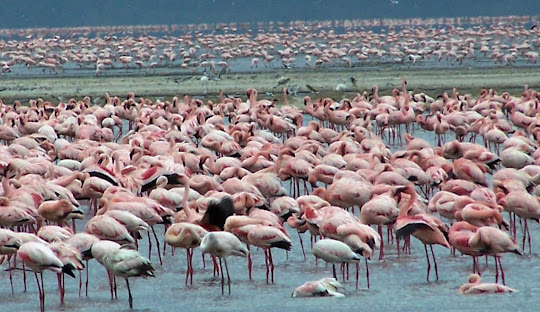The Great Lakes 2 Days 2025 Nakuru Package